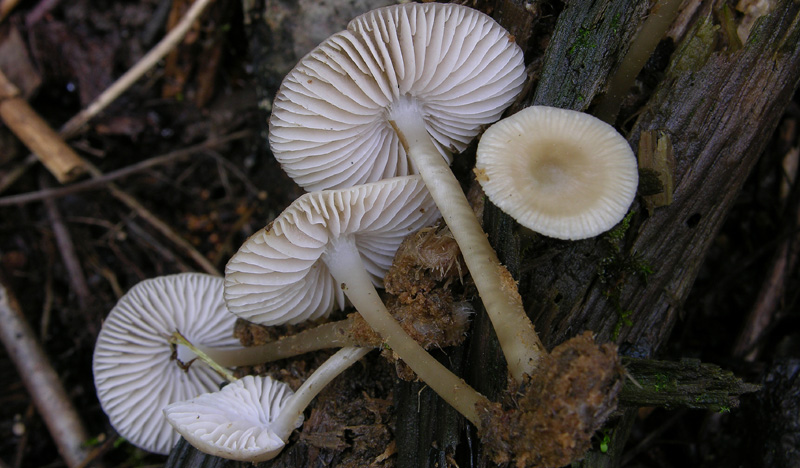 Eccoli i funghi.......